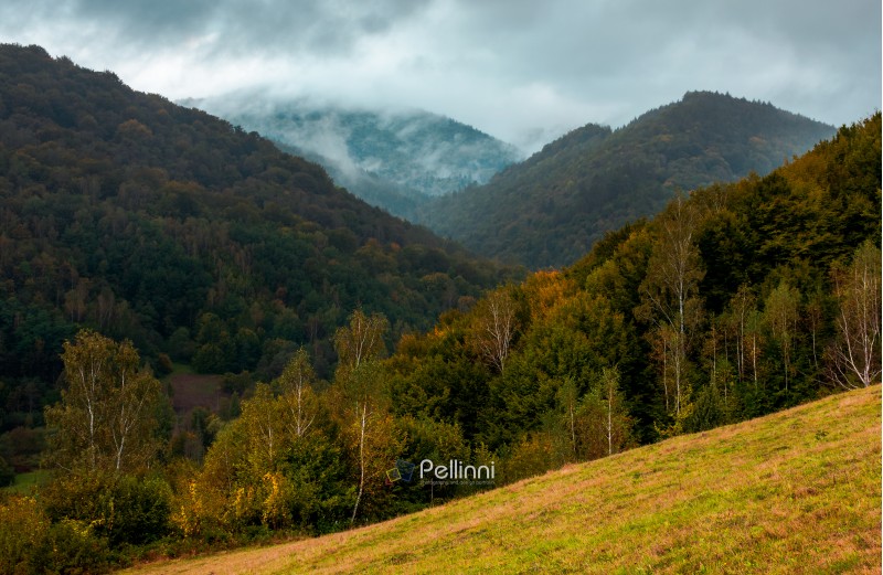forested mountains in autumn. cloudy and foggy weather. creative moody toning