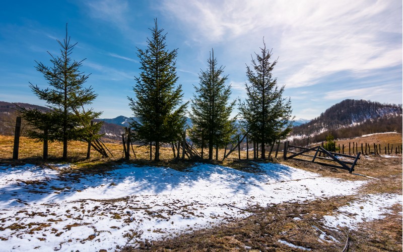 four spruce trees near the fence in mountains. beautiful springtime scenery with melting snow on weathered grass