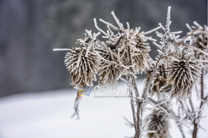 frozen flowers in winter on a blury background of forest and meadow in snow