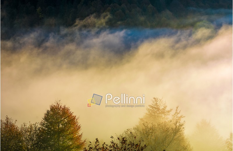 glowing fog rise over the forest on hillside. lovely autumn nature background in countryside