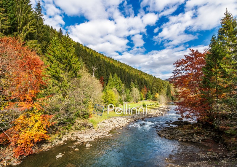 gorgeous autumn landscape in mountains. small river flows through rural valley among coniferous forests. few trees in red and yellow foliage