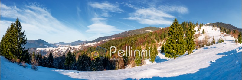 gorgeous panorama of winter countryside. beautiful scenery with spruce trees on snowy hillside. village in a distance at the foot of mighty Carpathian mountain ridge
