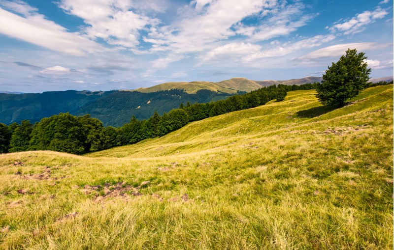 gorgeous weather over grassy slopes of Carpathians. wonderful mountain landscape with beech forests on hillside in summer time. Location Svydovets mountain ridge, Ukraine