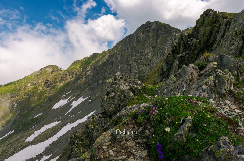 grass and some purple flowers on a rocky cliffs of Fagaras mountains in Romania. beautiful summer weather with clouds on a blue sky