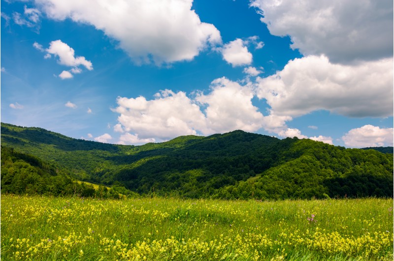grassy fields with wild herbs in mountains. beautiful summer landscape in Ukrainian alps under the blue sky with clouds on a sunny day