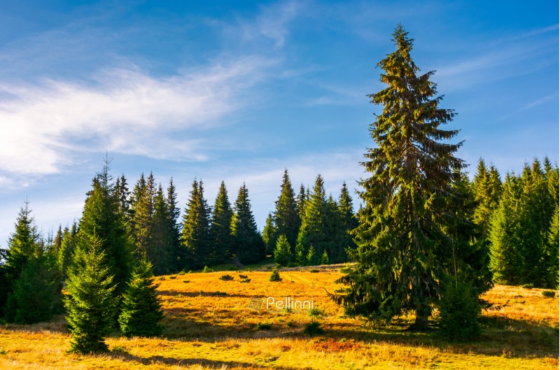grassy glade among the spruce forest in autumn. huge tree in front of a scene. beautiful nature background. clean environment concept. pleasing weather with azure sky and few clouds