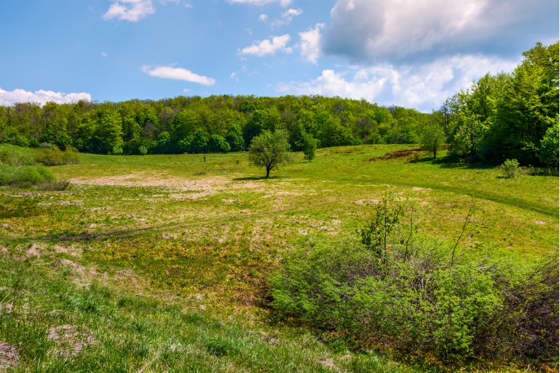 grassy glade on hill among the forest. lovely nature scenery under the clouds on a blue sky in springtime
