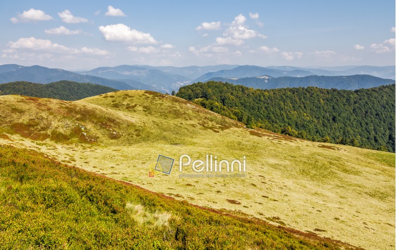 grassy hills of mountain ridge. beautiful nature background