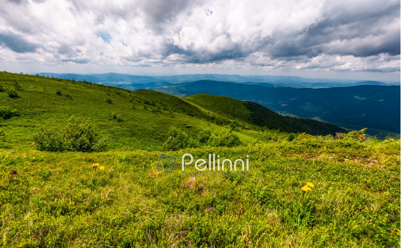 grassy hills on a cloudy day in Carpathians. beautiful mountain landscape in summer