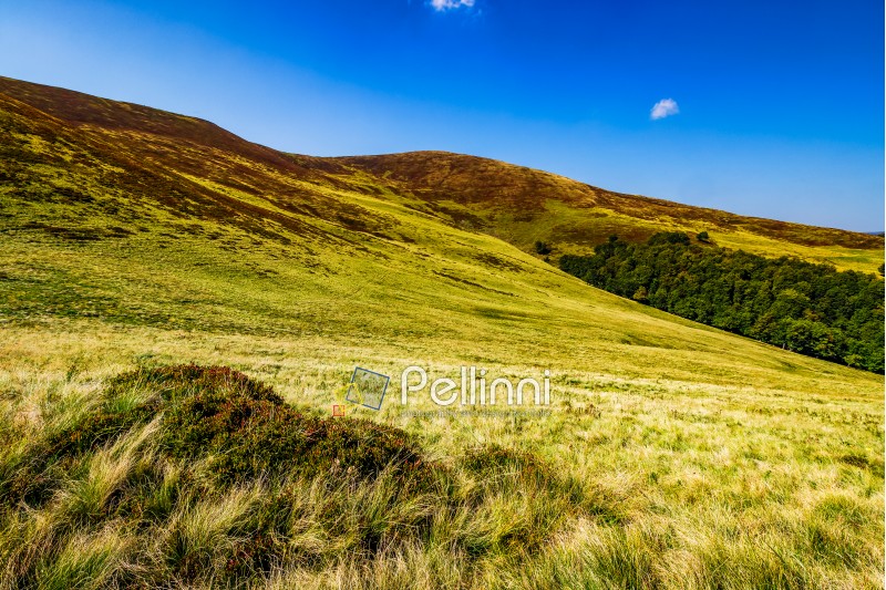 grassy hills on late summer day. simple landscape background