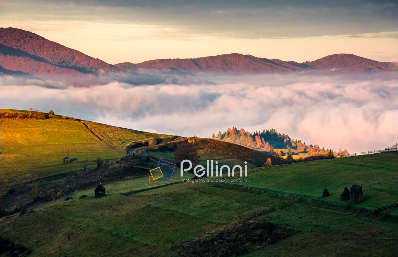grassy hillside above the thick fog in mountains. gorgeous sunrise in rural landscape