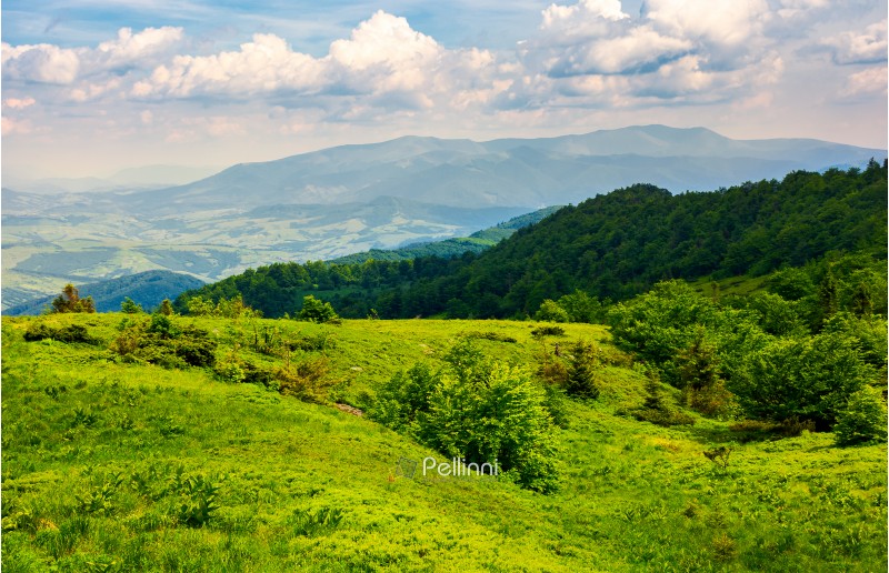 grassy hillside of Carpathian mountains. magnificent Borzhava mountain ridge in the distance. viewing location mountain Pikui.