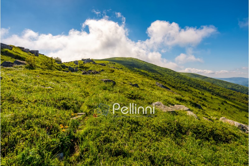 grassy meadow of a hillside on top of mountain ridge. beautiful summer landscape with blue sky and a cloud