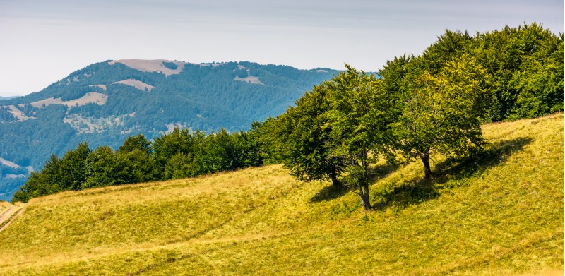 grassy hillside with trees on a bright day. beautiful summer scenery in Carpathian mountains