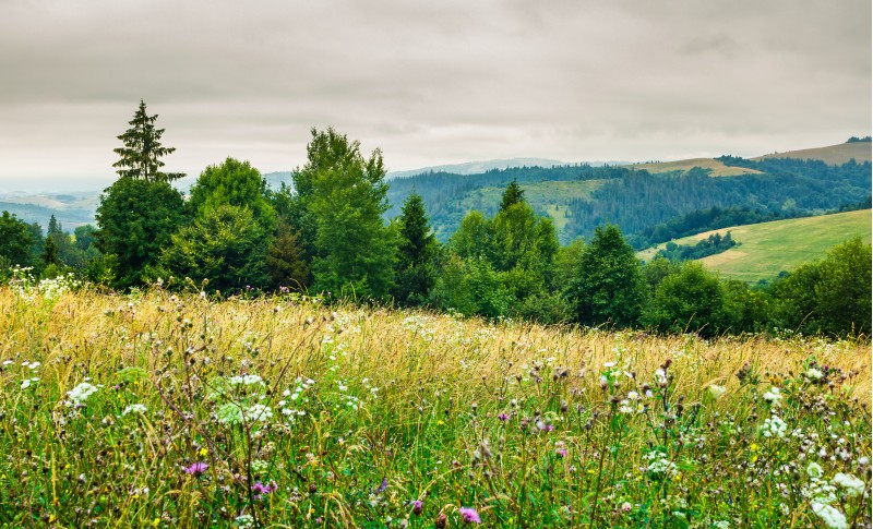 grassy meadow on forested hill. lovely nature scenery on an overcast day in summer