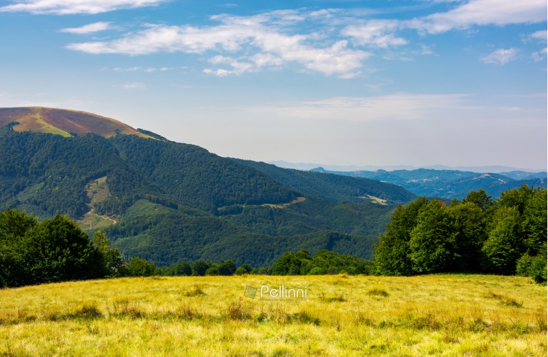grassy meadow on top of a hill. beautiful summer landscape with high mountain in the distance