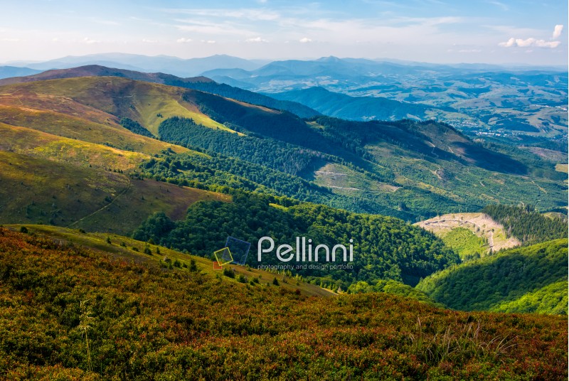 grassy mountain tops with forests on slopes. Gorgeous view on Carpathian valley in evening