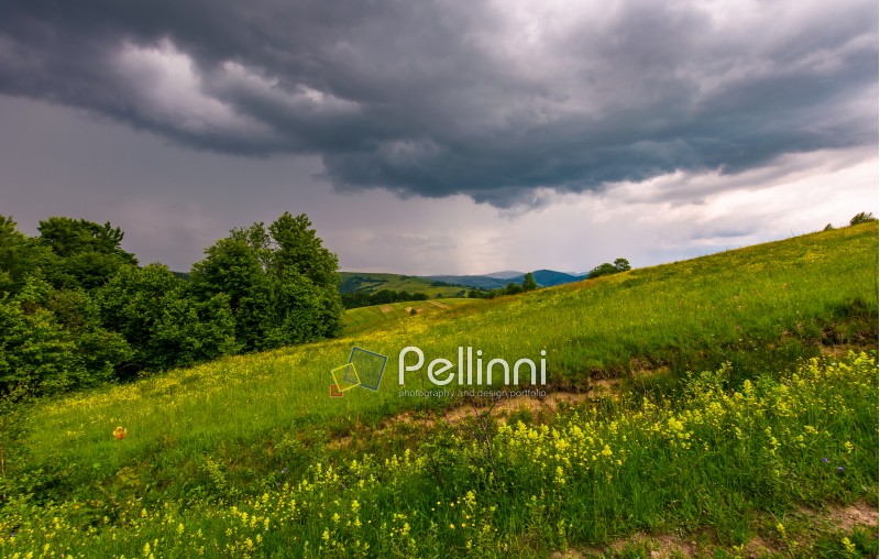grassy pasture near the forest in stormy weather. natural agriculture concept. beautiful mountainous landscape.