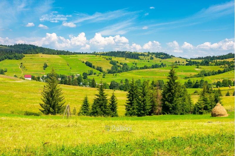 grassy rural hills in mountains. wonderful summer countryside. spruce trees on the green meadow
