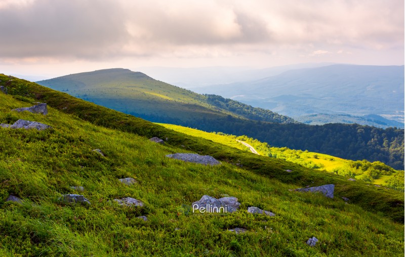 grassy slopes of Runa mountain in the morning. beautiful summer landscape of Carpathian mountains