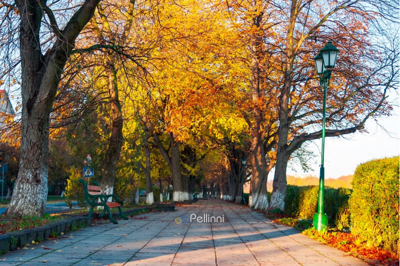 green city light on autumn embankment. beautiful urban scenery with colorful foliage on trees in the morning light