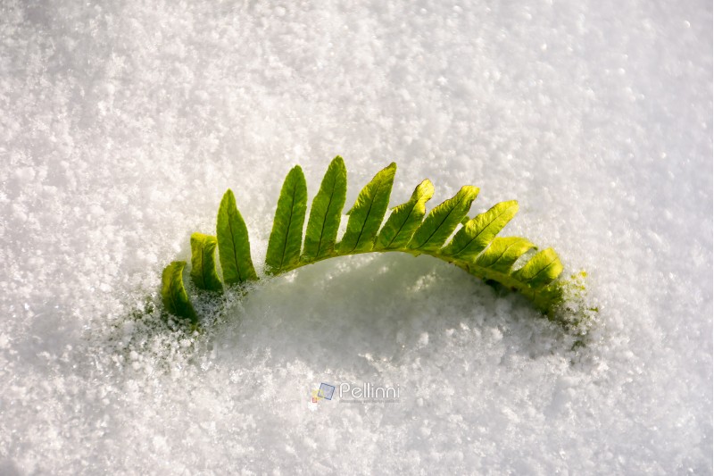 green fern leaves in snow. lovely nature background 