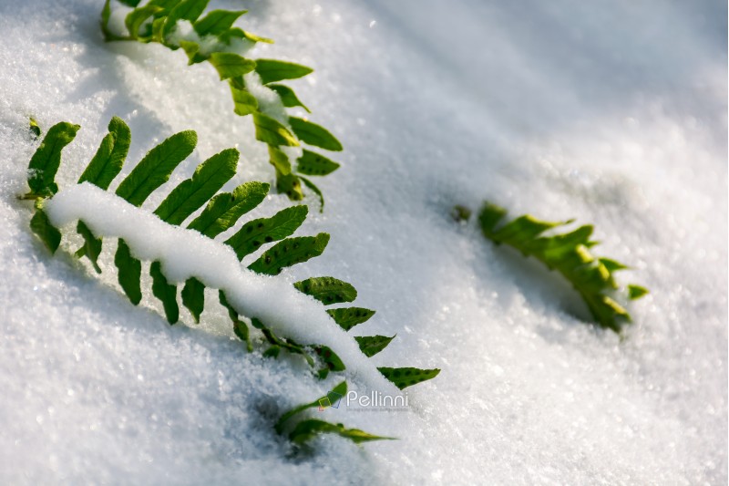 green fern leaves in snow. lovely nature background 