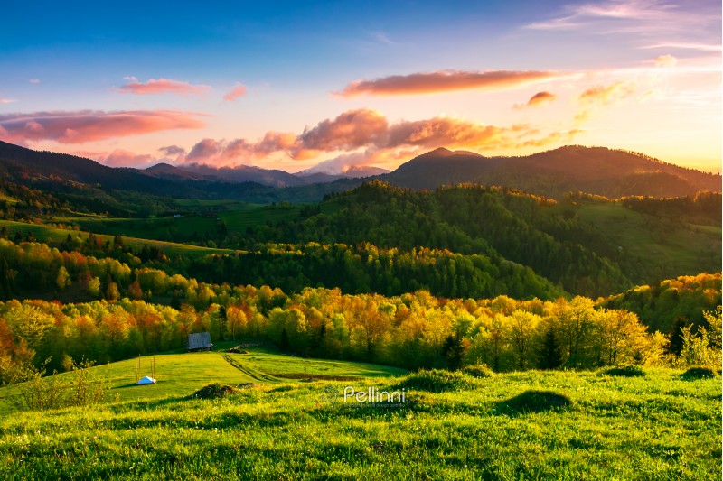 green wonderland at purple sunset. amazing countryside landscape in mountains under the gorgeous sky. woodshed down the hill near the forest. wonderful springtime season