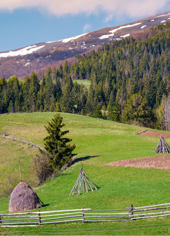 haystack behind the fence on a grassy slope. beautiful countryside scenery with coniferous forest on hillside of mountain with snowy top