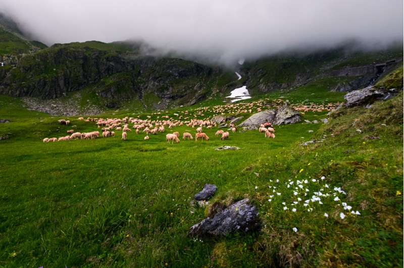 herd of sheep on a grassy meadow. grey cloud rolling in over the rocky cliff of mountain range. weather before storm