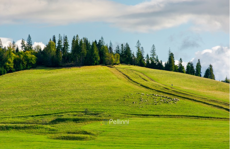 herd of sheep on grassy meadow. spruce forest on top of a hill. wonderful sunny autumn weather