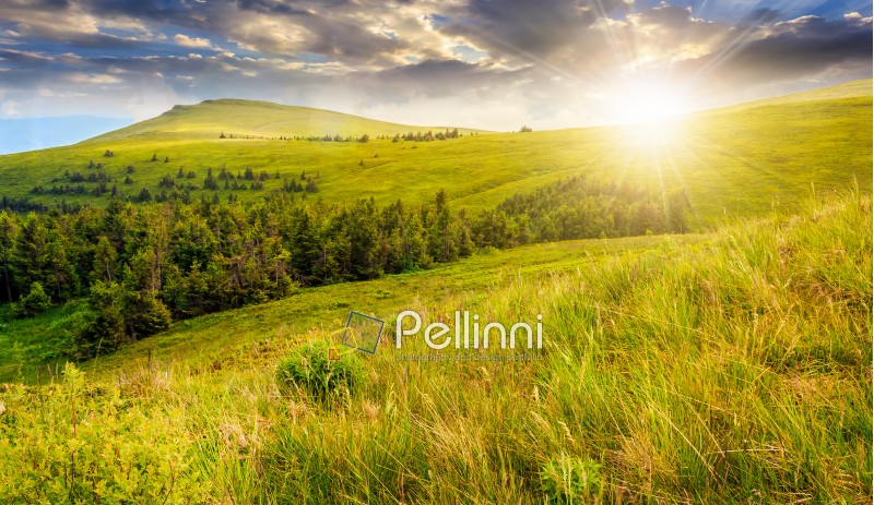 high mountain idyllic landscape. grassy meadow with forest on hillside. beautiful nature  at sunset