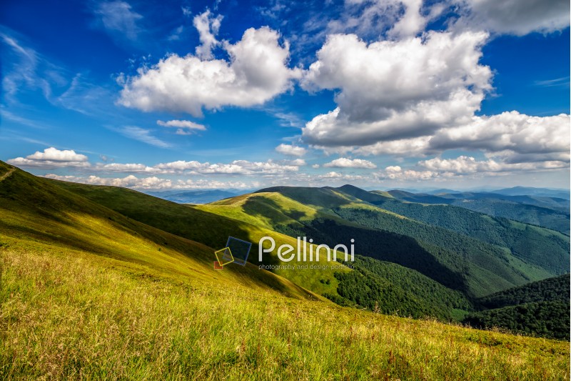 summer mountain landscape under the blue sky with clouds in morning light. meadow with wild grass over the spruce forest on a slope.