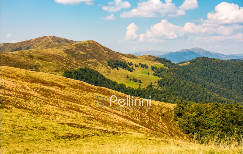 grassy hills with forest and high peak in a distance. beautiful nature scenery in fine early autumn weather