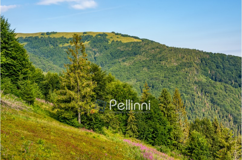 hillside with conifer forest and fireweed. beautiful colors of purple flowers and green trees in mountains against the blue sky