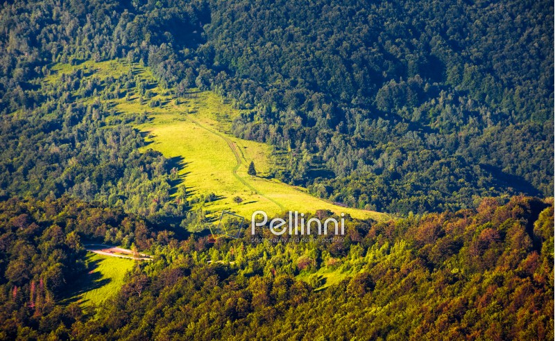 hillside with glade in mixed forest. beautiful nature background