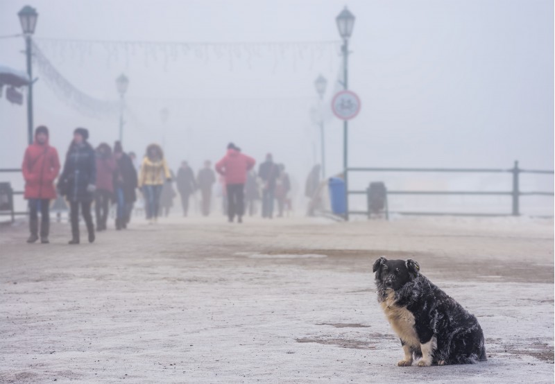 homeless dog with frozen fur sitting near the bridge in winter fog. blurred background with crowd of people moving along