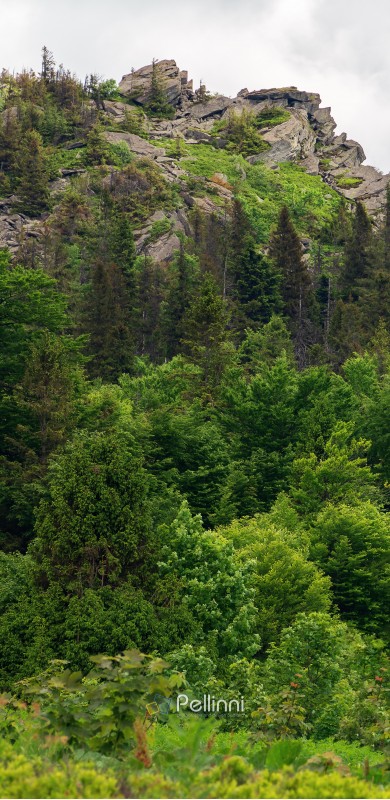huge cliff in the forest. beautiful nature scenery in summer. overcast sky