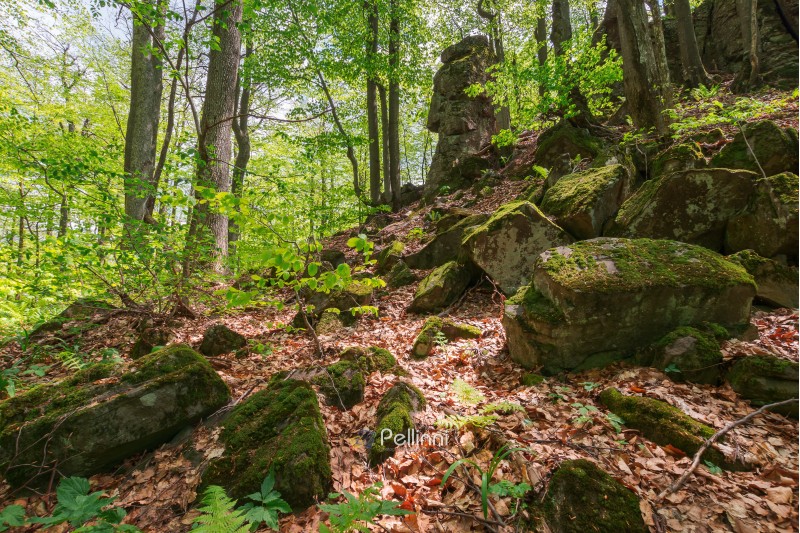 huge mossy rocks in the forest. beautiful nature scenery in spring. wild beech forest