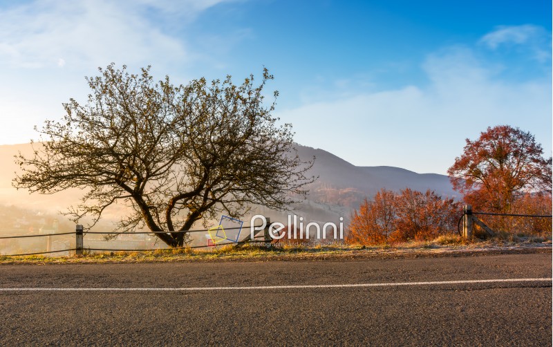 interesting tree by the road at foggy sunrise. beautiful mountainous countryside in late autumn