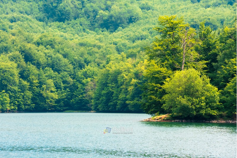 lake among beech forest. sunny afternoon summer weather. beautiful nature background