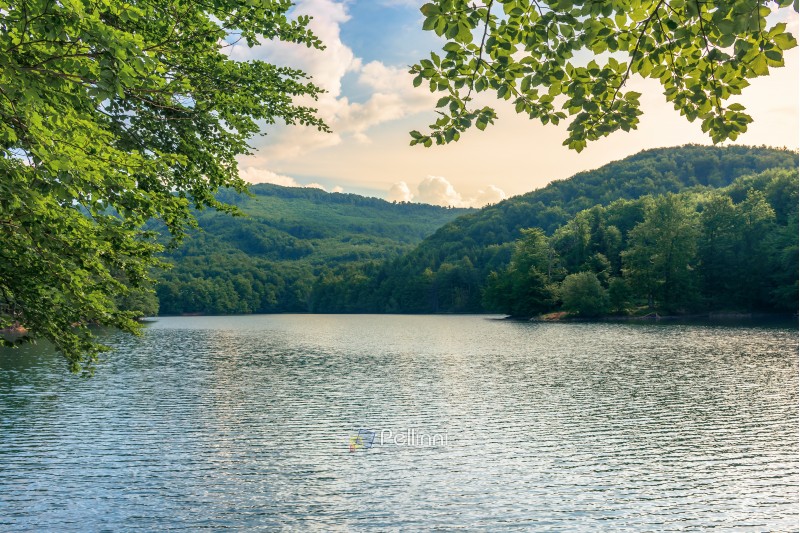 lake among the beech forest in summer. beautiful nature scenery in the evening