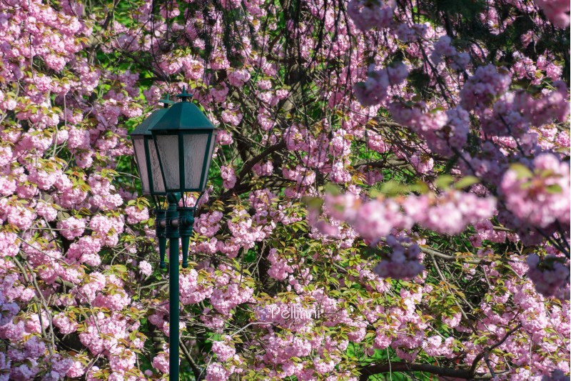 lantern among cherry blossom. beautiful urban scenery