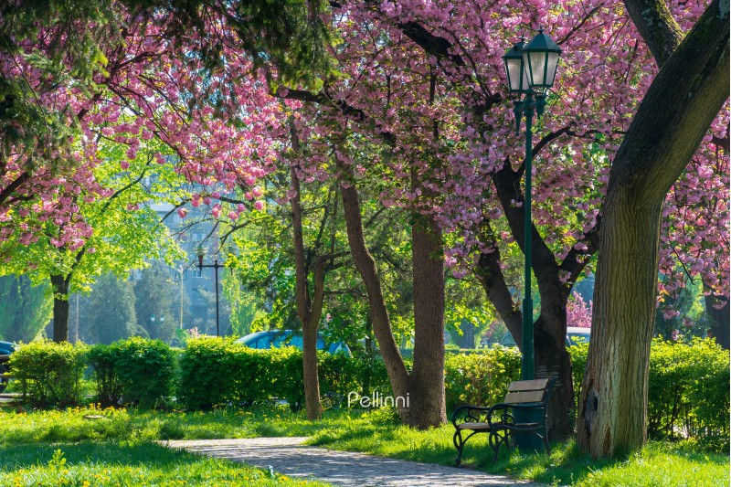 bench under the lantern in a park among cherry blossom. beautiful urban scenery. wonderful springtime weather. green grass