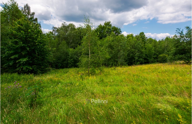 large meadow among beech forest in summer. beautiful scenery on a cloudy and windy day
