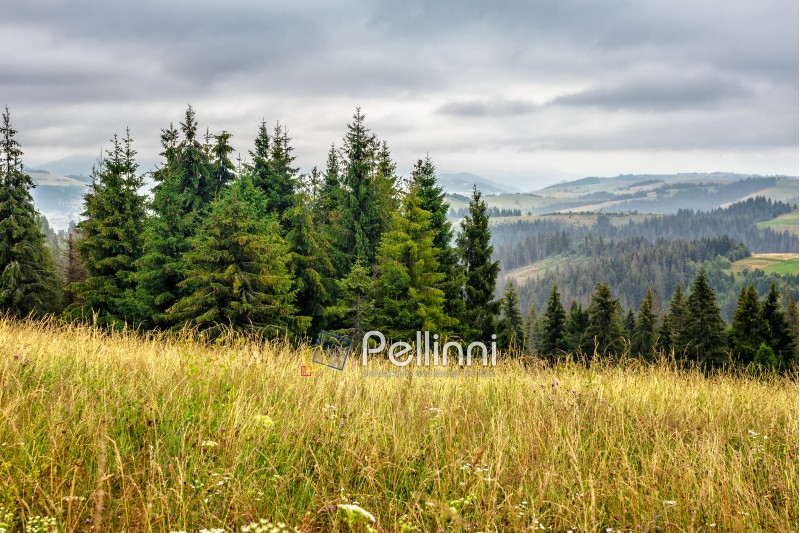 large meadow with mountain herbs and a conifer forest in front of mountainous massif away in the background