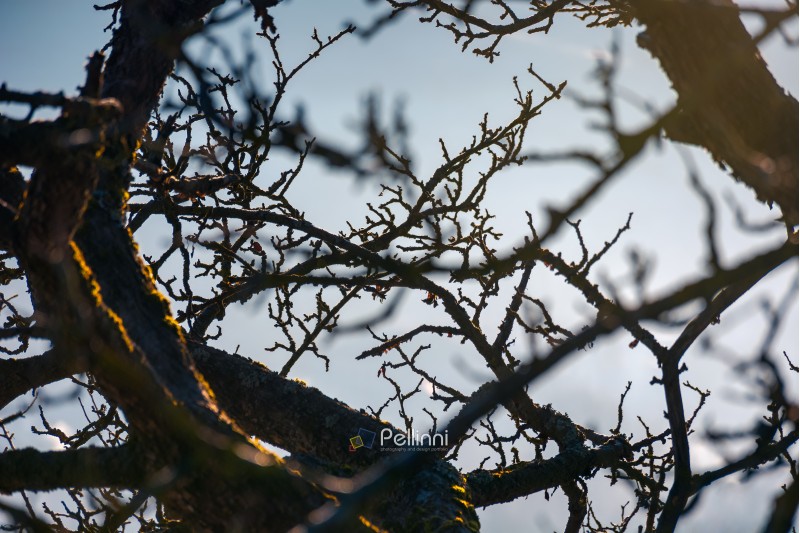 leafless apple tree branches. natural autumn background with shallow depth of field