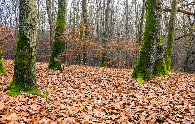 leafless forest in autumn. moss on tree trunks and weathered foliage on the ground