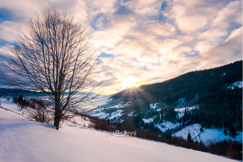 leafless lonely tree on a snowy slope at sunrise. wonderful winter scenery of Carpathian countryside in winter