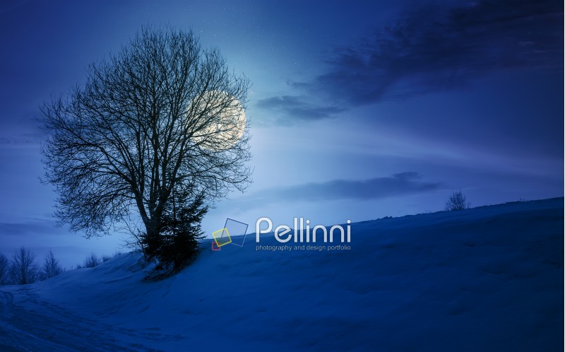 leafless tree on snowy slope at night in full moon light. lovely winter nature background